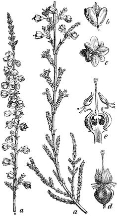 the plant life is shown in black and white, vintage line drawing or engraving illustration