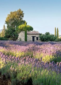 an old stone house in the middle of a lavender field, surrounded by trees and bushes