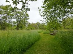 a path in the middle of a grassy field