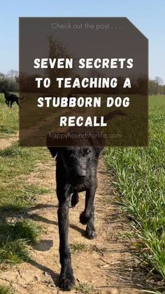 a black dog walking down a dirt road with the words seven secrets to teaching a stubborn dog recall