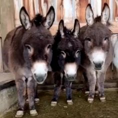 three donkeys standing next to each other in front of a building