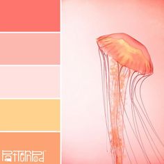 an orange and pink color scheme with a jellyfish