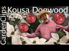 a man in a hat is surrounded by white flowers with red dots on them and the caption kousa dowood