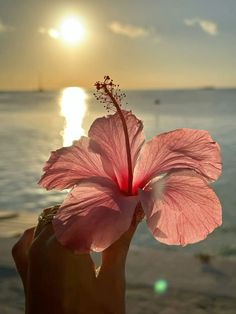 a person holding up a pink flower in front of the ocean at sunset or sunrise