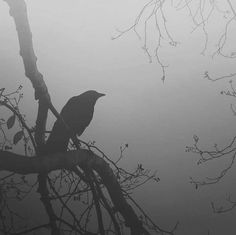 a black bird sitting on top of a tree branch in the foggy sky with no leaves