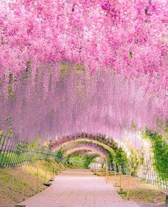 the walkway is lined with pink flowers and trees