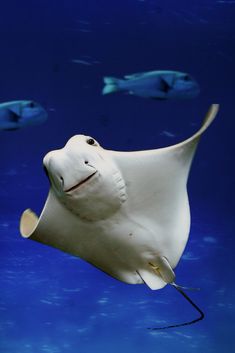 a manta ray swims through the water with its head above the ocean floor