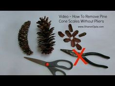 pine cones and scissors are sitting next to each other