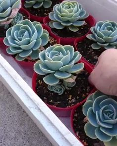 a person is picking up some plants from the ground