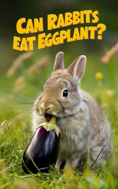 a rabbit eating an eggplant with the caption can rabbits eat eggplants?