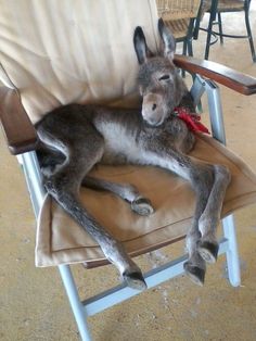 a donkey laying on top of a brown chair