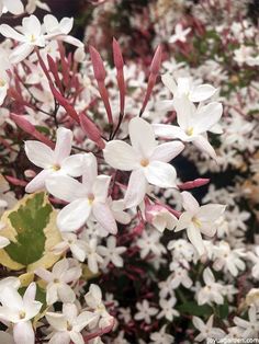 white flowers with red stems and green leaves