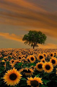 a field full of sunflowers with a lone tree in the middle of it