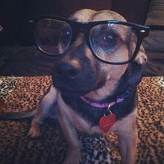 a dog wearing glasses sitting on top of a leopard print rug