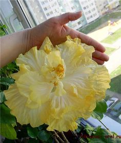 a yellow flower is being held by someone's hand in front of a window