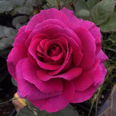 a pink rose is blooming in the garden