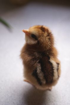 a small brown and white chicken sitting on top of a floor next to a plant