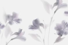 blurry image of purple flowers against a white background