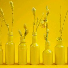 five yellow glass bottles with flowers in them on a yellow background, all lined up and facing the same direction