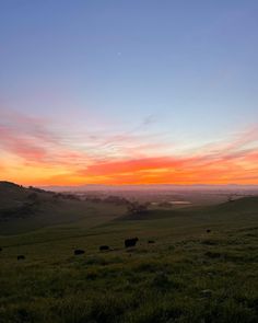 cows graze on the green hills as the sun sets in the distance behind them