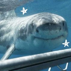 a close up of a shark under water with stars on it's foreheads