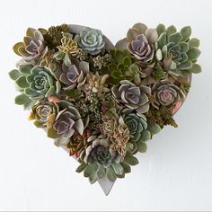 a heart shaped arrangement of succulents on a white wall