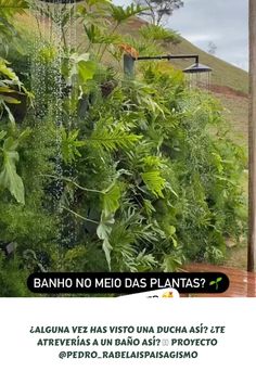 Los jardines verticales son estructuras diseñadas para cultivar plantas en posición vertical, creando un efecto visual impresionante y atractivo. En la imagen, se puede observar un jardín vertical exuberante y bien cuidado, donde diversas especies de plantas se disponen de manera armoniosa en paneles verticales. Este tipo de jardín no solo aporta un toque estético a los espacios, sino que también contribuye a la mejora de la calidad del aire y al aislamiento acústico. La variedad de tonos verdes