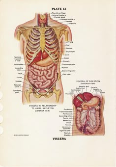 diagram of the human body with labels on each side and labeled organs in different sections