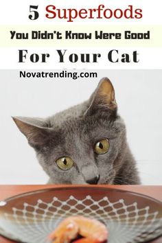 a cat looking at a fish on a plate with the caption 5 superfoods you didn't know were good for your cat