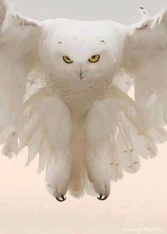 an owl is flying in the sky with its wings spread out and eyes wide open