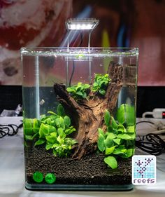 an aquarium filled with plants and rocks on top of a table