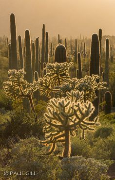 several large cactus plants in the desert