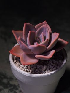 a small potted plant sitting on top of a table