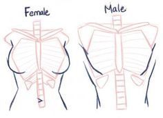 the female and male torso are shown in this drawing