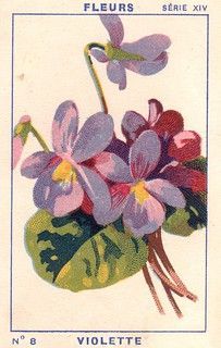 a postcard with flowers in a vase on the front and back side, which reads violette