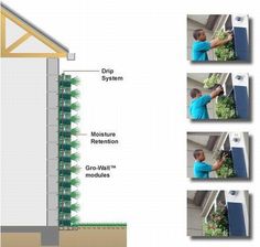 the diagram shows different stages of growing plants