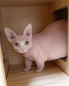 a hairless cat is standing in a wooden cabinet with its head turned to the side