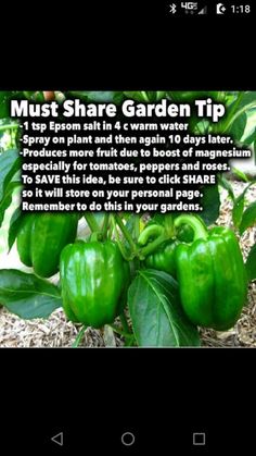 green peppers growing in the garden with text describing how to grow them and what to use them