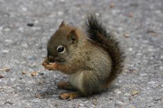 a small squirrel is sitting on the ground