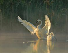 two swans in the water with their wings spread out, and one is flapping it's wings