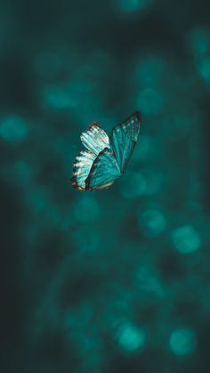 a blue and white butterfly flying over water