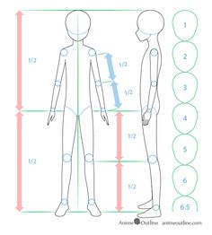 an image of the body and head measurements for mannequins, with numbers on each side