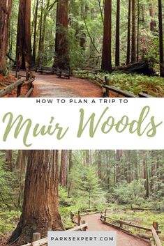 a path in the woods with text overlay that reads how to plan a trip to mur woods