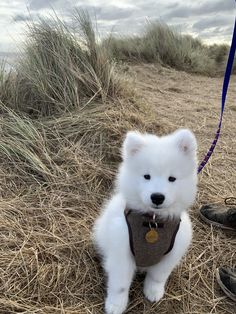 a small white dog sitting on top of a dry grass field