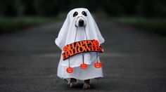 a dog dressed up in a ghost costume with an orange happy halloween sign on it's chest