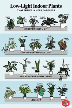 the different types of houseplants that are in indoor plants and how to use them