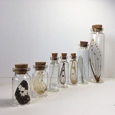 six glass bottles with different types of butterflies in them