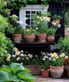 many potted plants and flowers in front of a window with green leaves on it