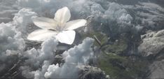 an aerial view of clouds and a flower