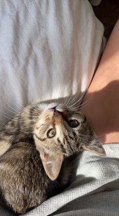 a cat laying on top of someone's lap